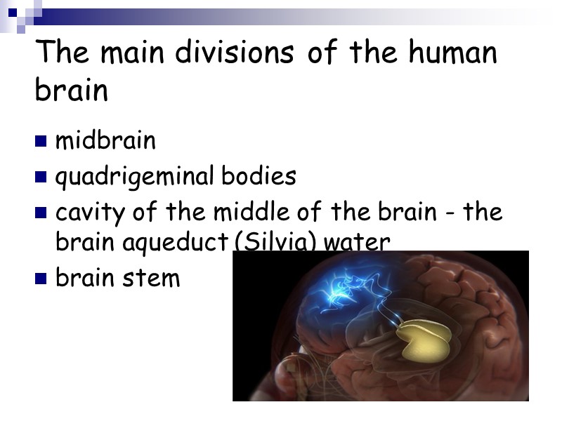 The main divisions of the human brain midbrain quadrigeminal bodies cavity of the middle